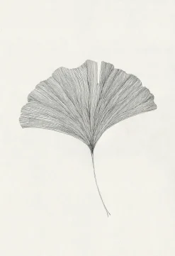 Frois, Ana: »Ginkgo Leaf«