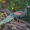 Gartenfigur »Pfau«