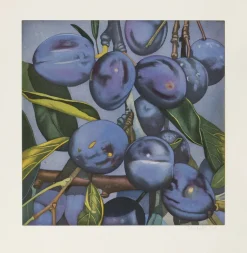 Kneffel, Karin: »Pflaumen«, 2005